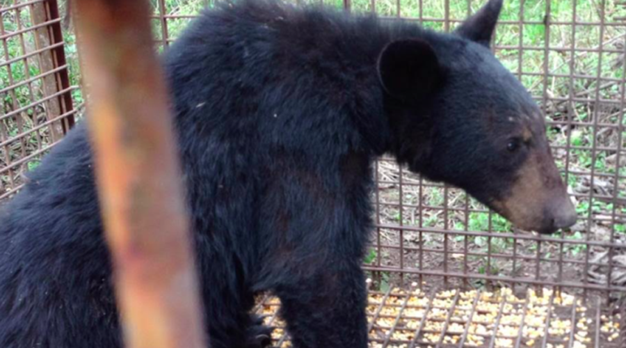 Rescatan oso negro en Nuevo León | El Imparcial de Oaxaca