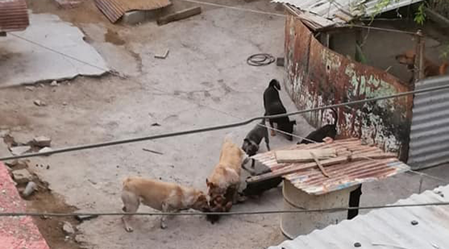 Canibalismo entre canes; exponen en redes sociales brutal maltrato animal | El Imparcial de Oaxaca
