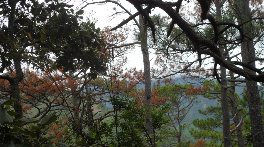 Revisan cambios en uso de suelo en áreas forestales | El Imparcial de Oaxaca