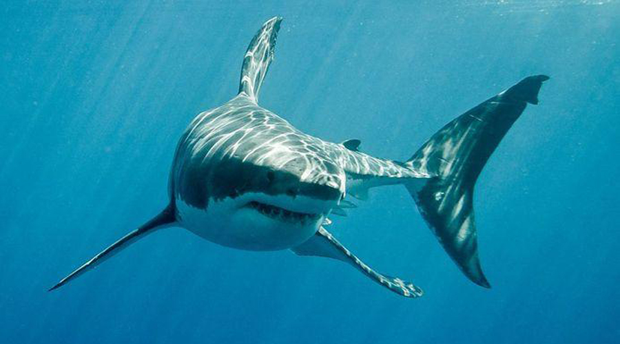 Científicos decodifican el genoma del gran tiburón blanco | El Imparcial de Oaxaca