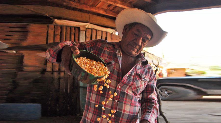 Preserva Zegache sus granos de maíz | El Imparcial de Oaxaca