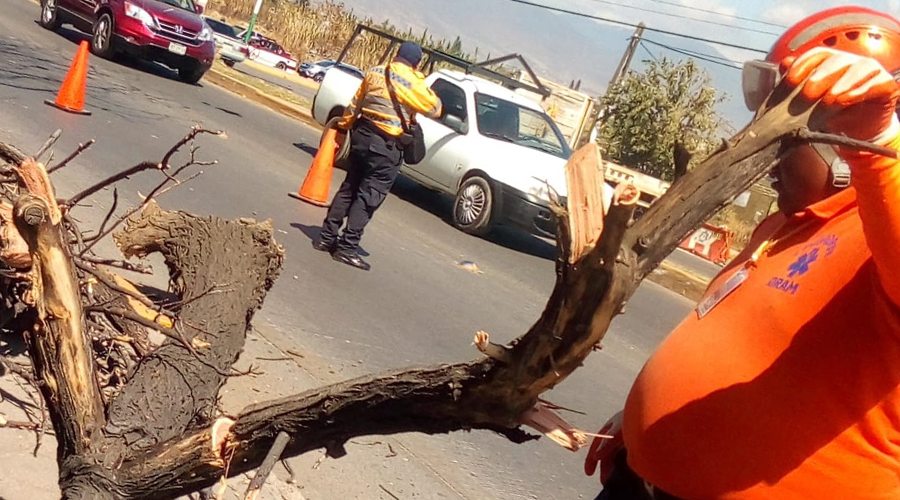 Fuertes vientos derriban árbol en avenida de Xoxo