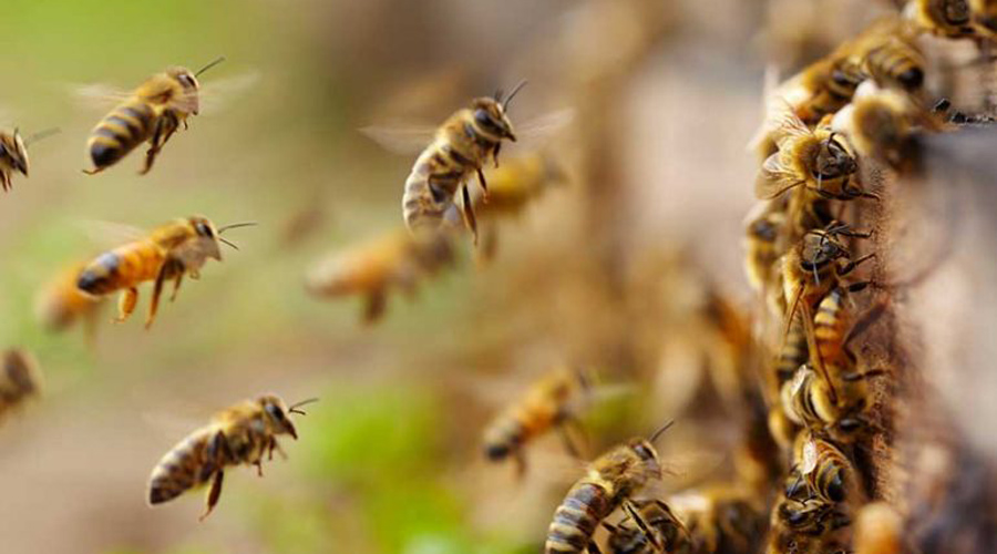 En peligro, apicultura  en Huajuapan de León | El Imparcial de Oaxaca