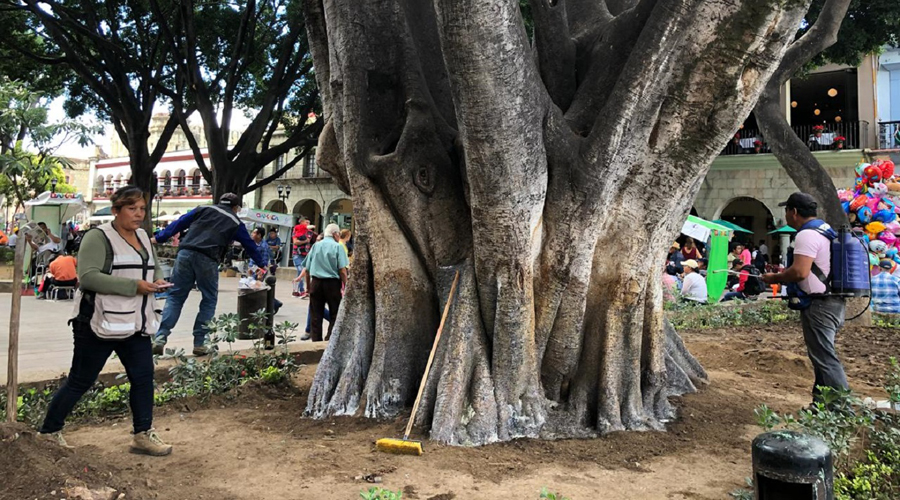 Los árboles de Oaxaca son condenados a morir