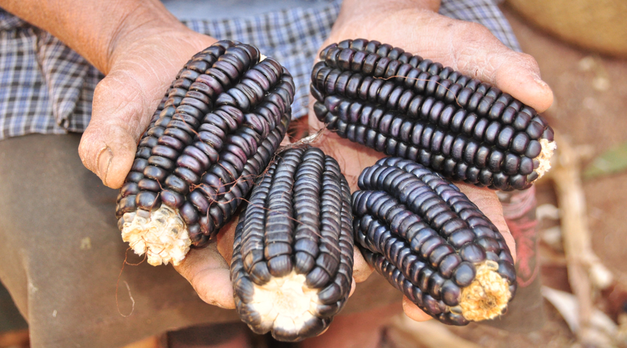 El maíz de Zegache seduce cocinas gourmets | El Imparcial de Oaxaca