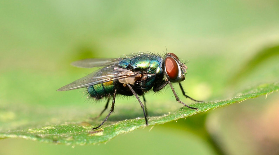 La importancia de atrapar un par de moscas en Nueva Zelanda | El Imparcial de Oaxaca