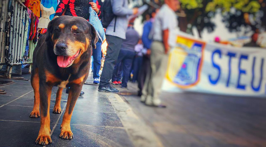 “Mazapán”, el perro celebridad que refleja una problemática profunda | El Imparcial de Oaxaca