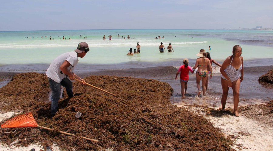 Sargazo que afecta playas mexicanas puede convertirse en papel | El Imparcial de Oaxaca