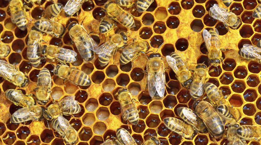 Produce Oaxaca anualmente más de cuatro mil toneladas de miel | El Imparcial de Oaxaca