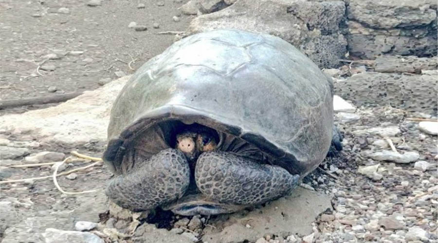 Hallan una tortuga que se creía extinta desde hace un siglo | El Imparcial de Oaxaca