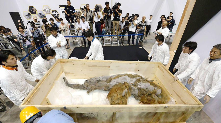 Científicos japoneses activan células de mamut congelado | El Imparcial de Oaxaca
