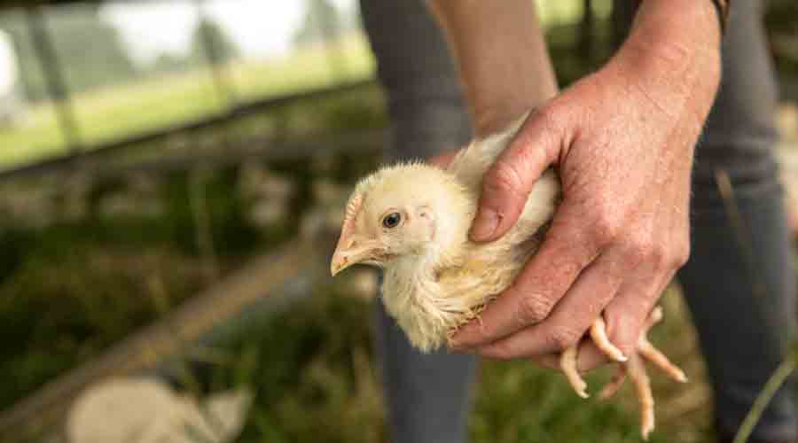 Productoras de Santa Ana del Río: un año de proveer huevo de gallinas libres de jaula