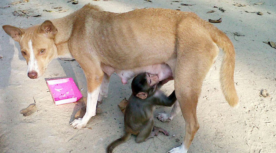Video: Perrita adopta, cuida, amamanta a un pequeño mono | El Imparcial de Oaxaca
