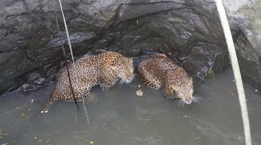 Video: El dramático rescate de dos leopardos que cayeron a un pozo | El Imparcial de Oaxaca
