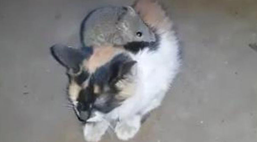 Video: Gato adoptado para capturar ratones se niega a cazar uno y hasta se hace su amigo | El Imparcial de Oaxaca