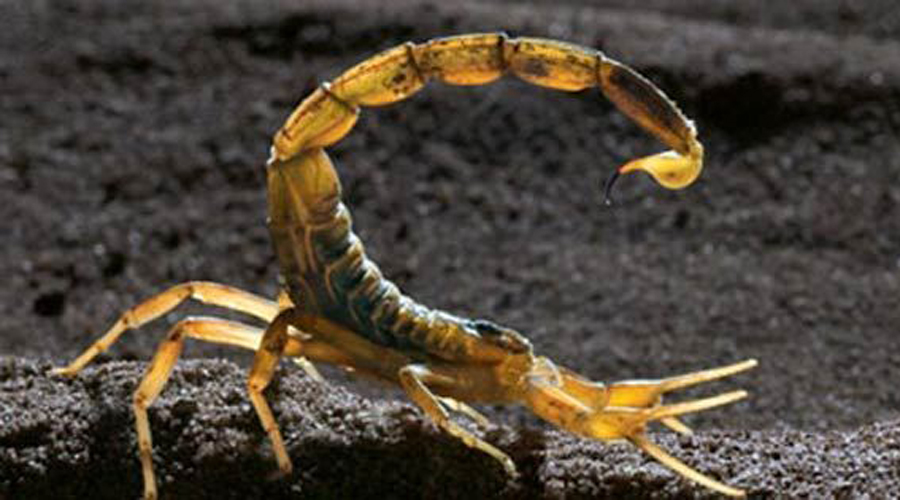 Científicos descubren más beneficios del veneno de escorpión | El Imparcial de Oaxaca