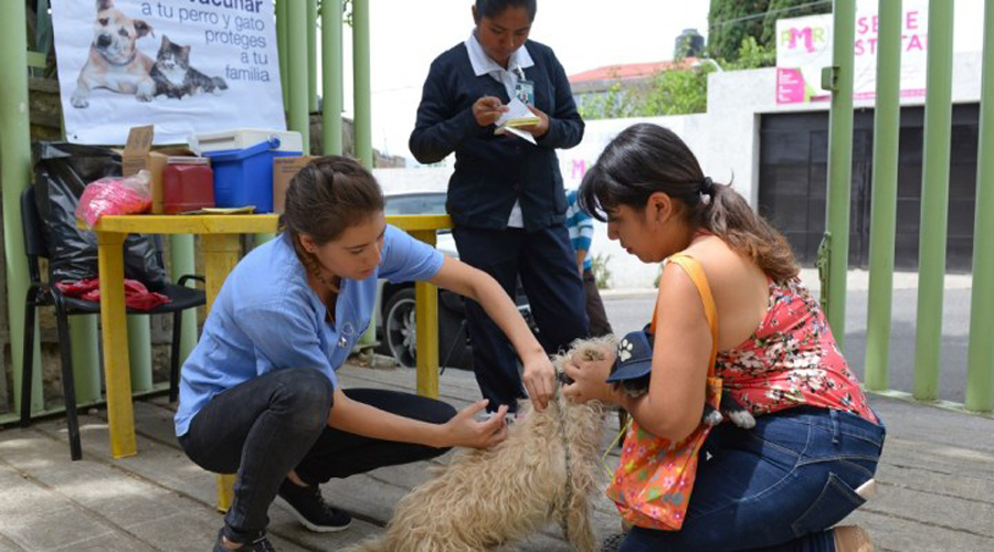 Con retrasos,  arranca Semana de  Vacunación Canina en Oaxaca