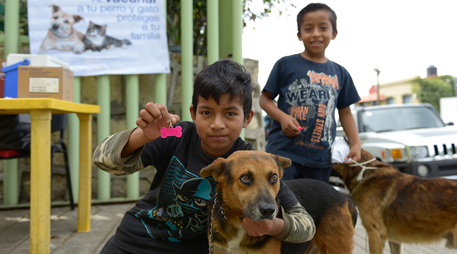 Con retrasos,  arranca Semana de  Vacunación Canina en Oaxaca