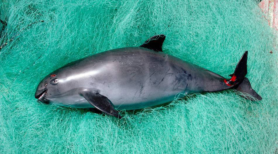 Vaquita marina podría extinguirse este año: Greenpeace | El Imparcial de Oaxaca