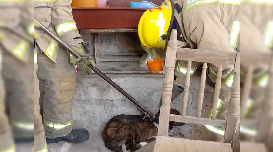 Reconocen labor de bomberos en el rescate de mascotas | El Imparcial de Oaxaca