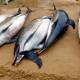 Van más de mil 100 delfines muertos en Francia en lo que va de 2019