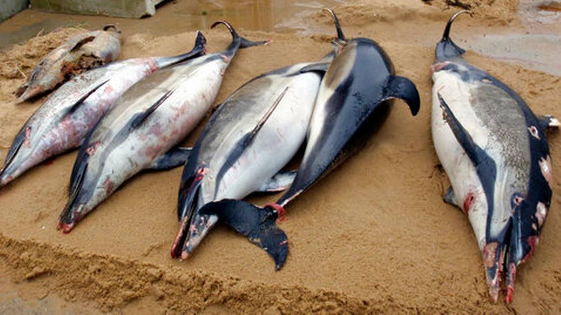Van más de mil 100 delfines muertos en Francia en lo que va de 2019 | El Imparcial de Oaxaca