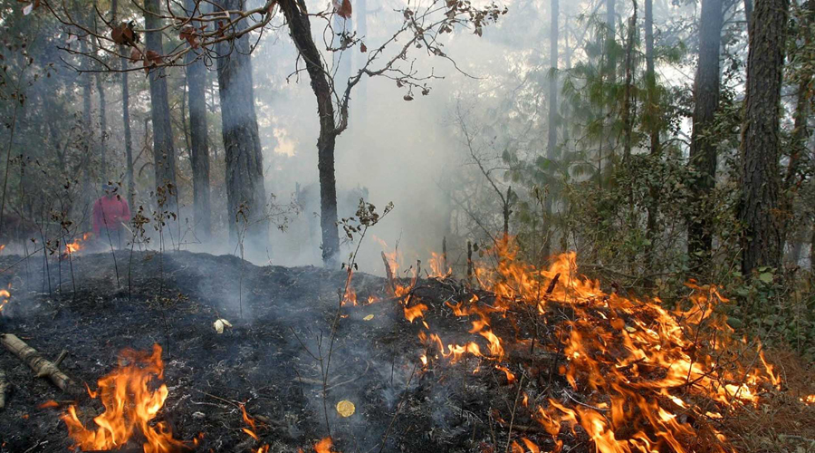 Incendios forestales, amenaza para los bosques en Oaxaca