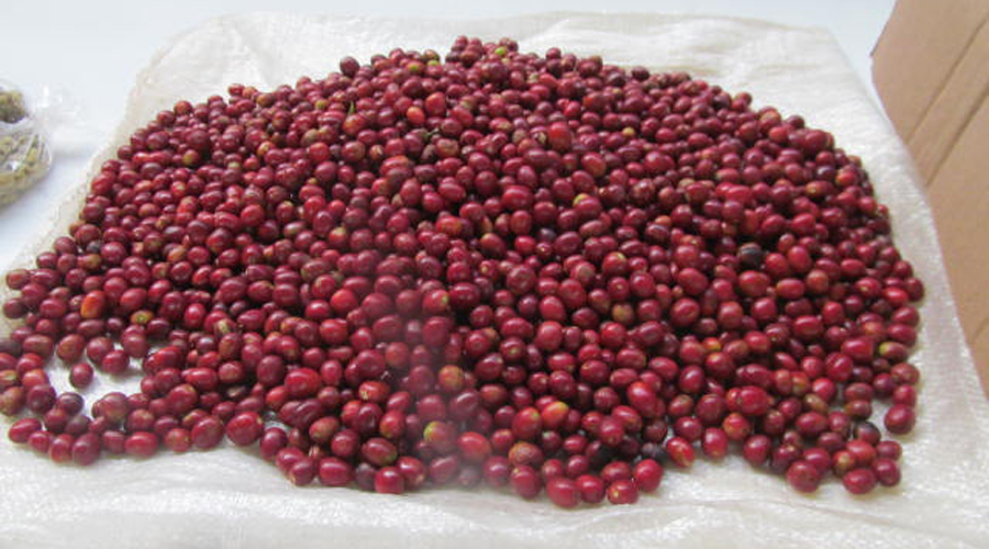 Merma la cosecha de café en la región Mazateca: productores | El Imparcial de Oaxaca