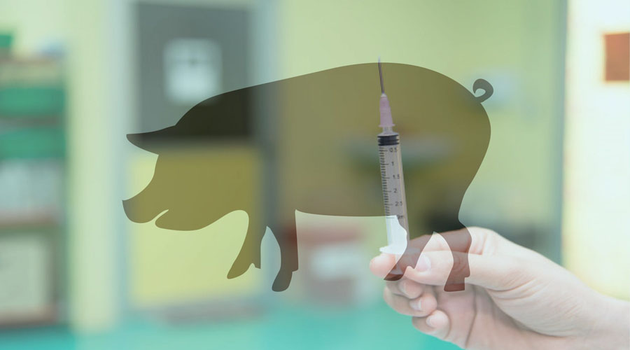 La UNAM busca controlar la cisticercosis en México
