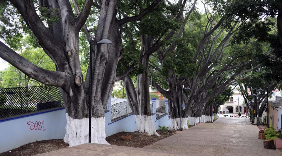 Denuncian desatención de los árboles de la ciudad de Oaxaca | El Imparcial de Oaxaca