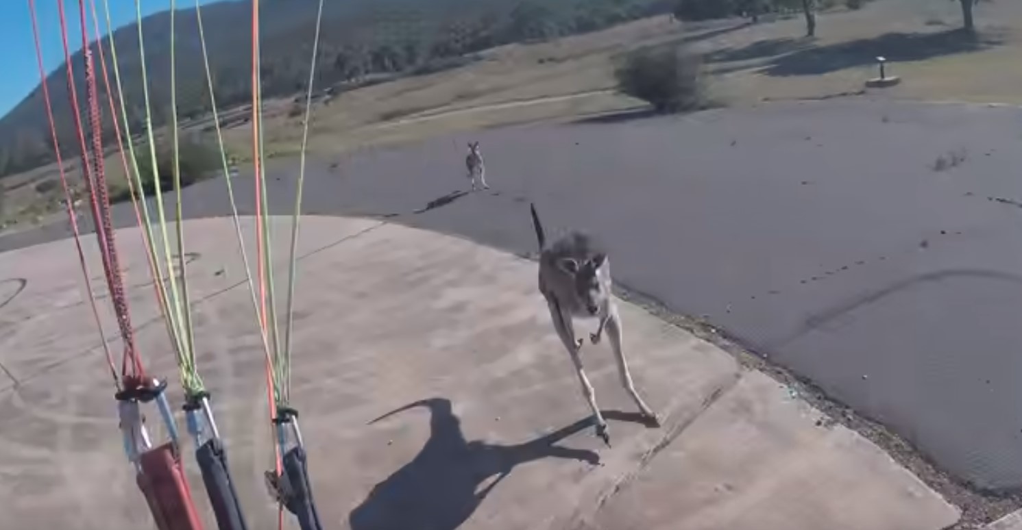 Video: Paracaidista es golpeado por canguros al aterrizar | El Imparcial de Oaxaca