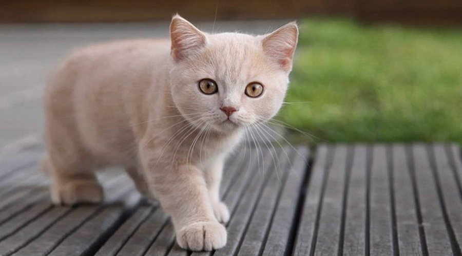 Los rasguños de gato podrían causar disfunción eréctil