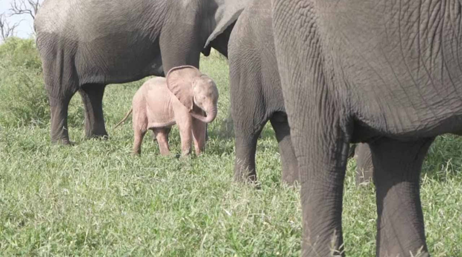 Video: Graban a cría de elefante rosa en safari de Sudáfrica | El Imparcial de Oaxaca