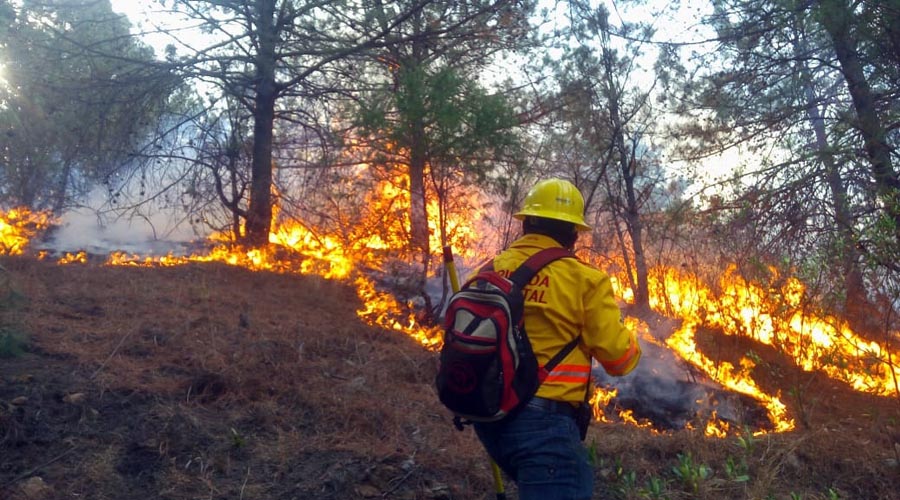 Incendio forestal en San Agustín Etla | El Imparcial de Oaxaca