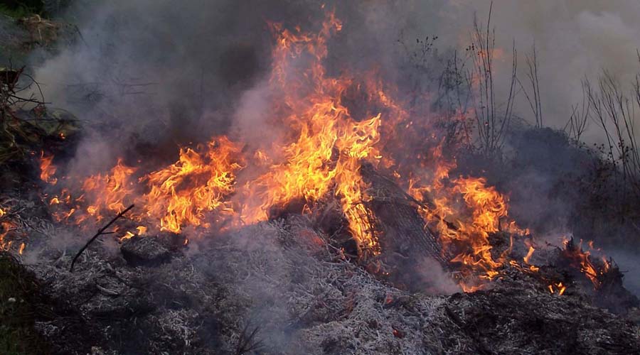 Incendios dañan 3 mil hectáreas en Oaxaca | El Imparcial de Oaxaca