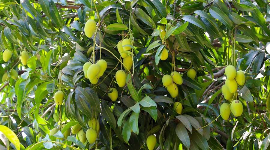 Producción de limón y mango dan fortaleza a la Costa de Oaxaca | El Imparcial de Oaxaca