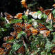 Tala autorizada en el Nevado de Toluca afecta a la mariposa Monarca