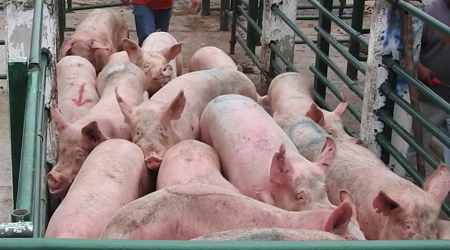 Video: ecologistas divulgan maltrato en rastros de España