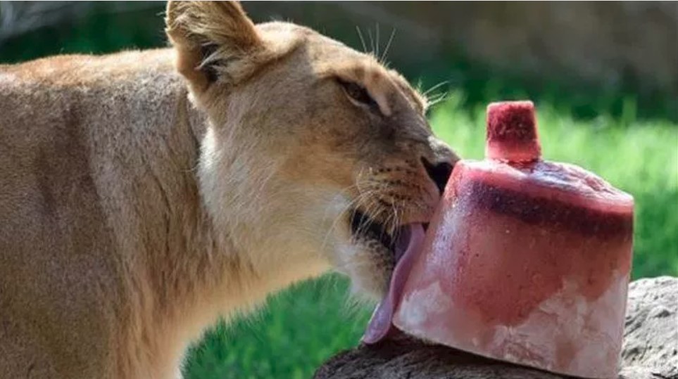 Por ola de calor, preparan “paletas heladas” para animales de zoológico de Mérida | El Imparcial de Oaxaca