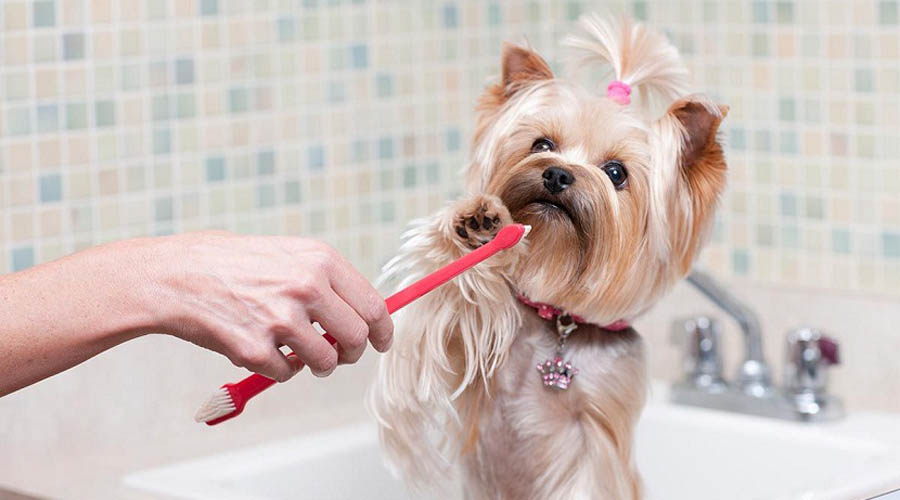 ¿Debo cepillarle los dientes a mi perro? | El Imparcial de Oaxaca