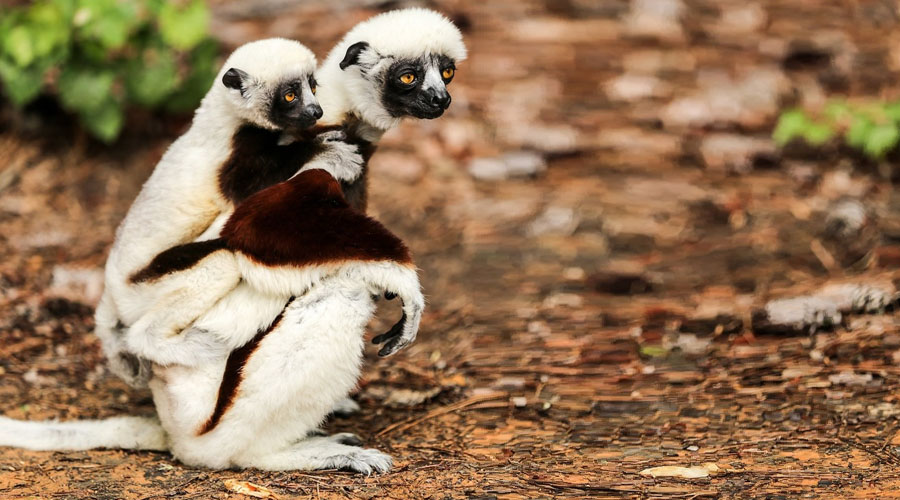 Nace en zoológico francés lémur de especie amenazada