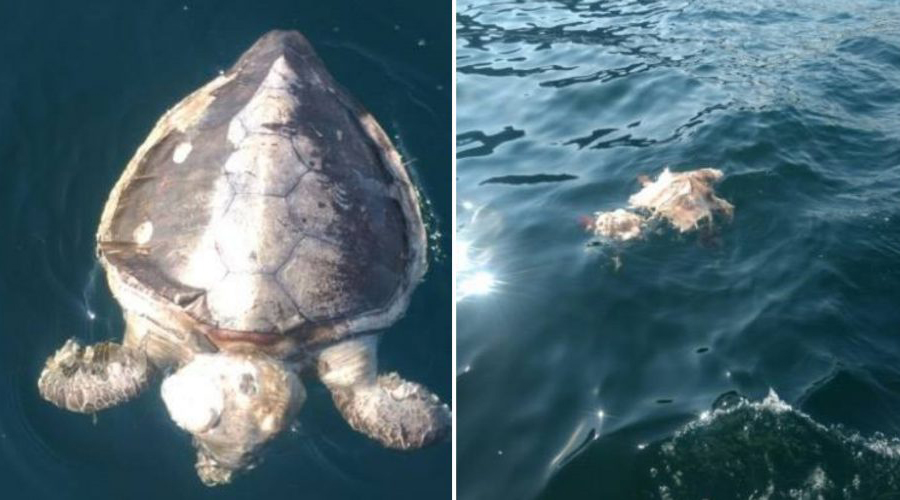 Encuentran más de cien tortugas muertas en playas de Guerrero; desconocen causa | El Imparcial de Oaxaca