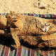 Descubren nuevas momias en ciudad al sur de Egipto