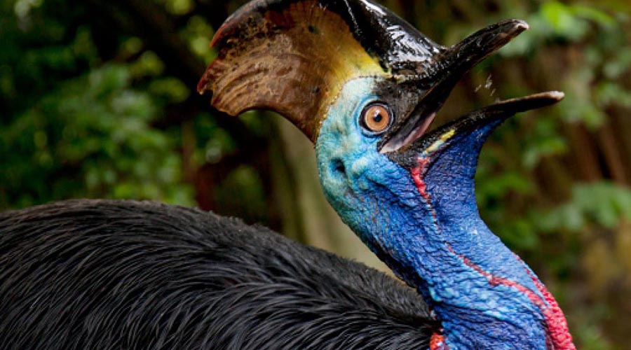 Subastarán a pájaro exótico que mató a su dueño | El Imparcial de Oaxaca