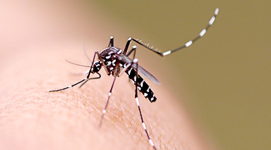 Alertan sobre presencia de dengue, chikungunya y zika | El Imparcial de Oaxaca