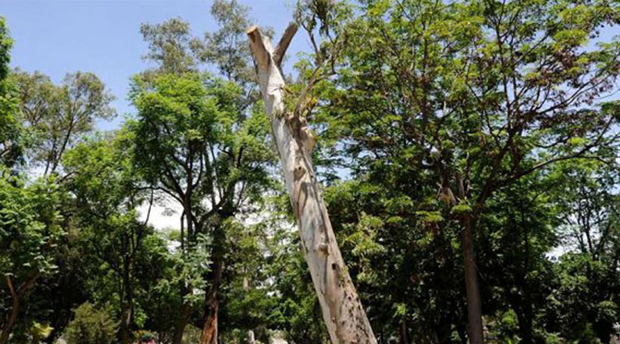 Impacta deforestación la biodiversidad de Oaxaca | El Imparcial de Oaxaca