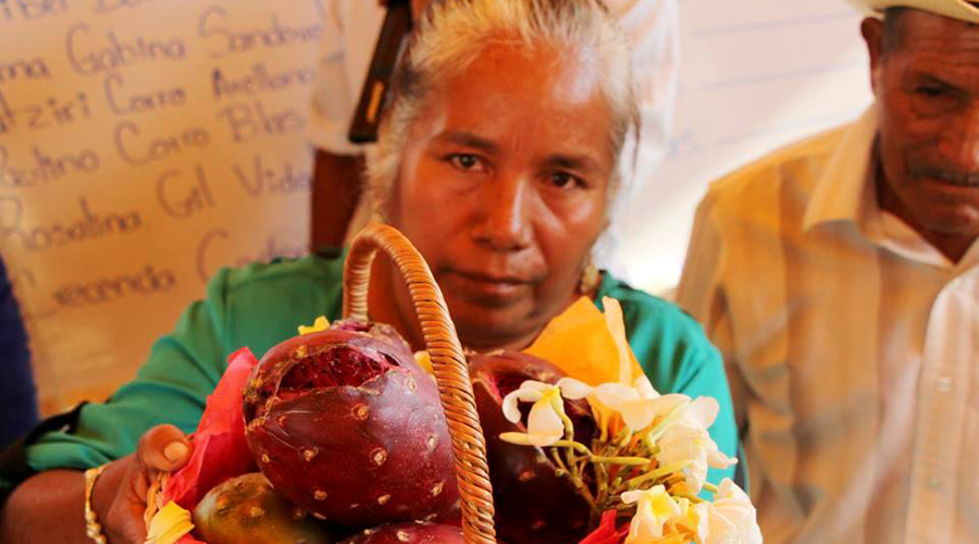 Celebrarán en la Mixteca, los 45 años de la Feria de la Pitaya
