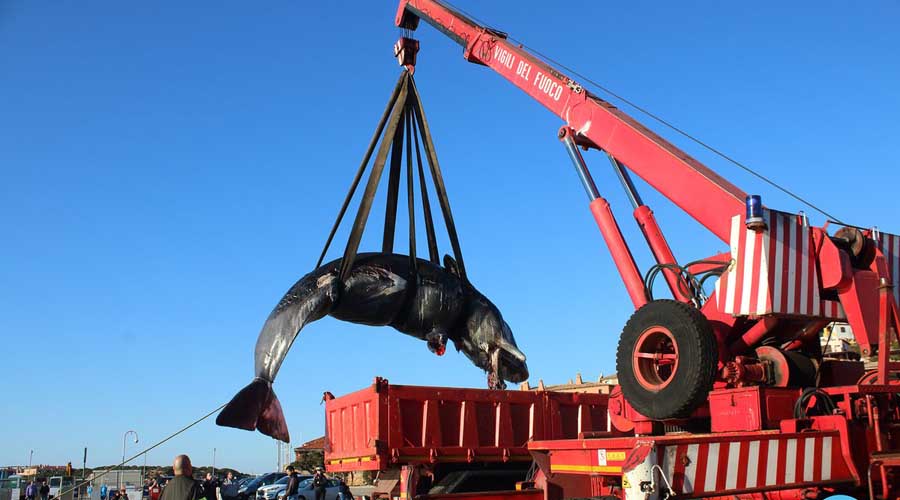 Video: Muere ballena embaraza, tenía 22 kilos de plástico en el estomago