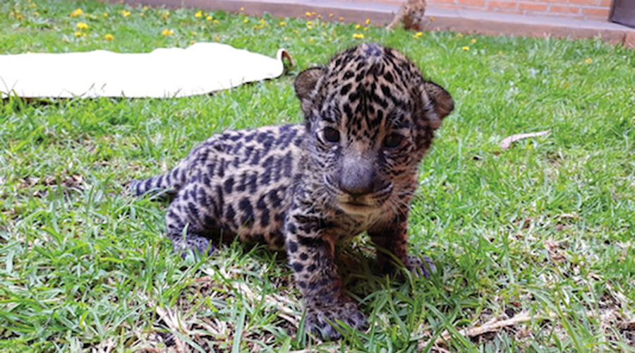 Nace primer Jaguar por inseminación artificial, pero su madre se lo come