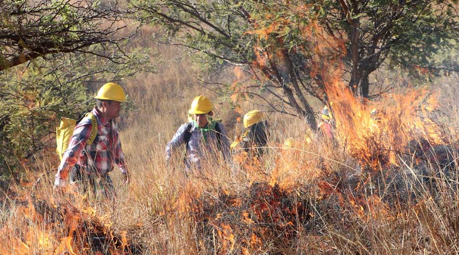 En una semana, 8 incendios arrasan con 291 hectáreas en Oaxaca